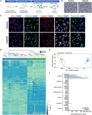 Moderate intrinsic phenotypic alterations in C9orf72 ALS/FTD iPSC-microglia despite the presence of C9orf72 pathological features